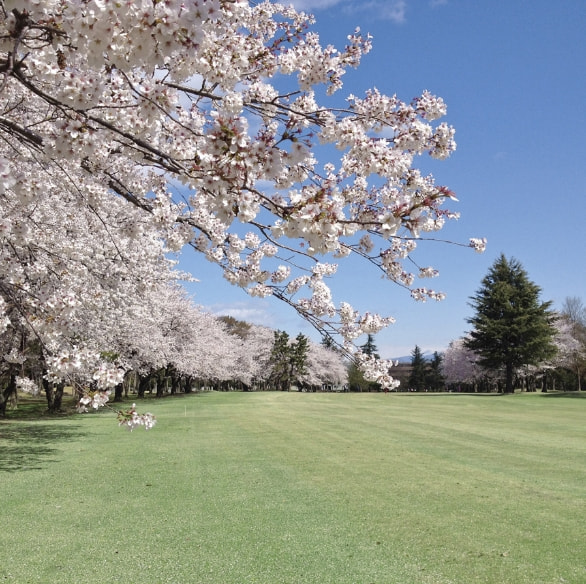 桜