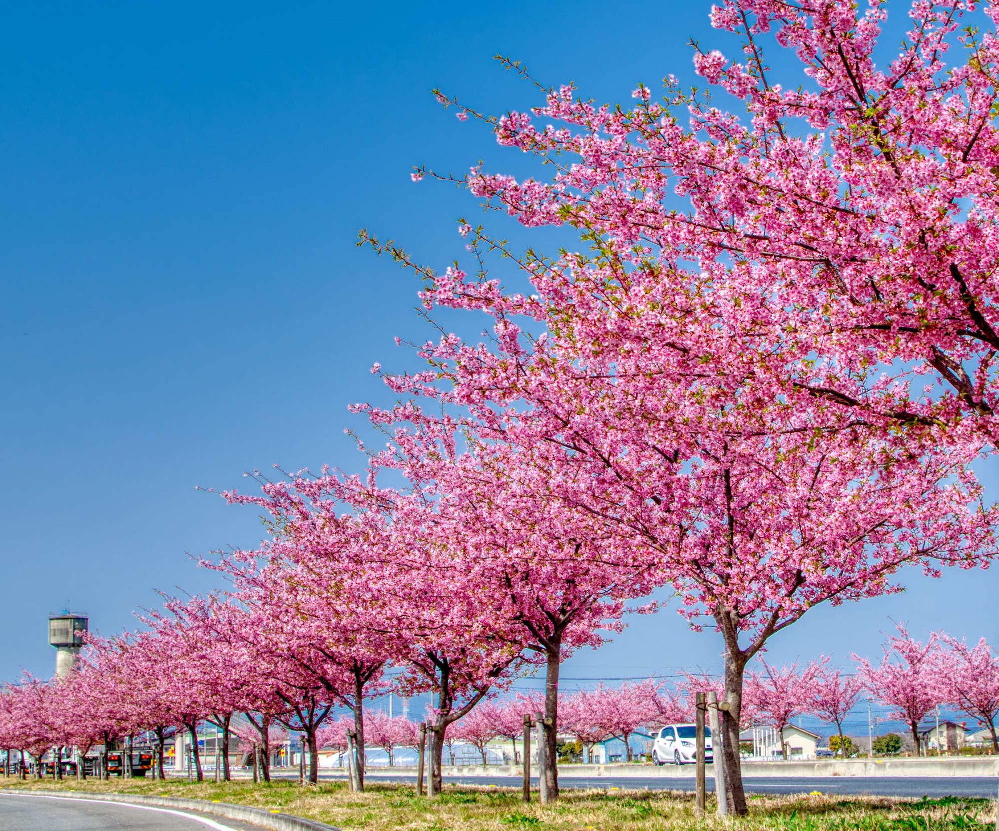 桜